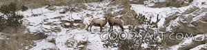 WYOMING. Yellowstone National Park. Panorama of Bighorn Shee