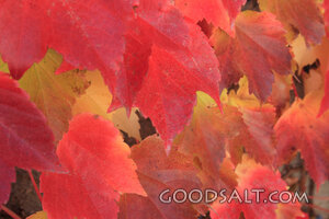 IDAHO. Boise. Red and yellow Boston Ivy (Parthenocissus tric