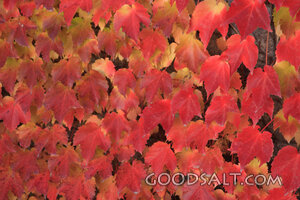 IDAHO. Boise. Red and yellow Boston Ivy (Parthenocissus tric