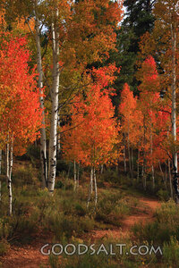 UTAH. Dixie National Forest at Aspen Mirror Lake on Highway 