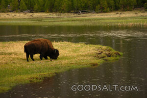 WYOMING. Yellowstone National Park. American Bison (Bison bi