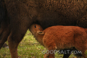 WYOMING. Yellowstone National Park. American Bison (Bison bi