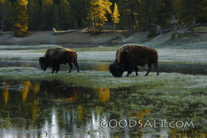 WYOMING. Yellowstone National Park. American Bison (Bison bi