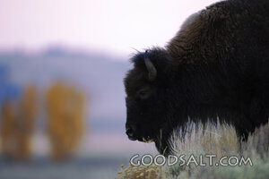 WYOMING. Yellowstone National Park. American Bison (Bison bi