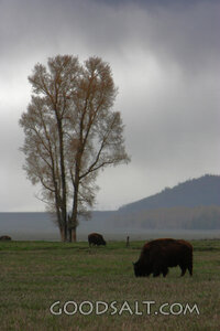 WYOMING. Grand Teton National Park. American Bison (Bison bi
