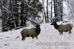 WYOMING. Yellowstone National Park. Elk (Cervus elaphus) pai