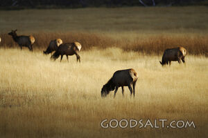 WYOMING. Yellowstone National Park. Elk (Cervus elaphus) her