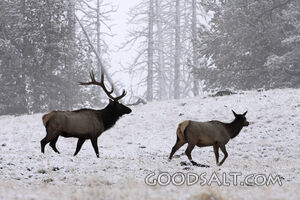 WYOMING. Yellowstone National Park. Elk (Cervus elaphus) pai