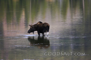 WYOMING. Grand Teton National Park. Bull moose (Alces alces)