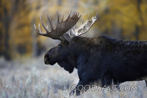 WYOMING. Grand Teton National Park. Bull moose (Alces alces)