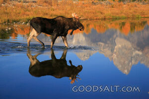 WYOMING. Grand Teton National Park. Bull moose (Alces alces)