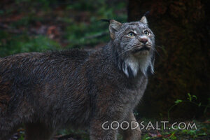 WASHINGTON. Eatonville. Northwest Trek. North American Bobca