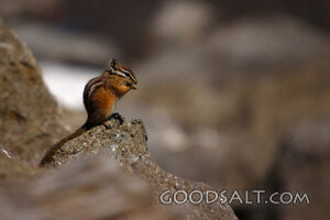 WYOMING. Yellowstone National Park. Townsend's Chipmunk (Tam