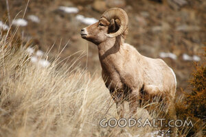 WYOMING. Yellowstone National Park. Bighorn Sheep (Ovis Cana