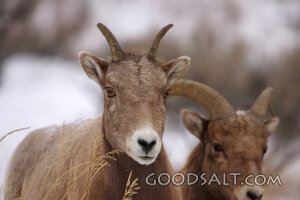 WYOMING. Yellowstone National Park. Bighorn ewes (Ovis Canad