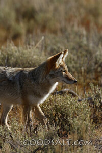 WYOMING. Yellowstone National Park. Coyote (Canis latrans) h