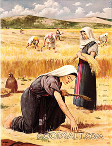 Ruth Gleaning