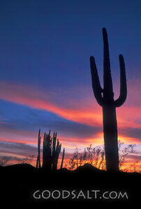 Saguaro Cactus Silhouette at Sunset