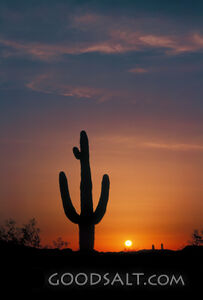 Saguaro Cactus Silhouette at Sunset