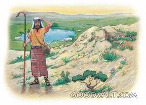 Searching for the Lost Sheep