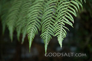 Several Ferns Close-Up