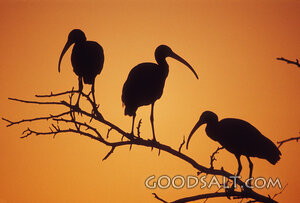 Silhouett of 3 Birds on Branch at Sunset