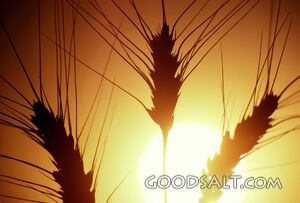 The silhouette of grains in the sunlight.