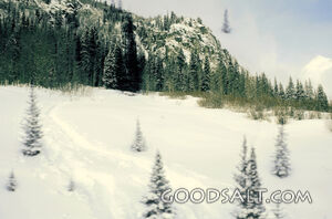 Snow Covered Meadow With Trees