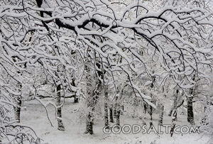 Snow Covered Tree Branches