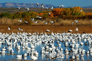 Snow Geese at Bosque Del Apache