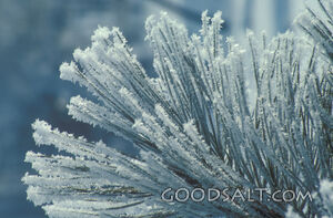 Snowy Pine Needles
