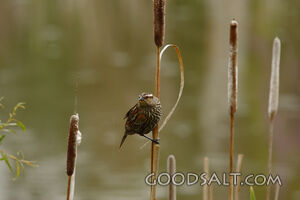 Sparrow on Reed