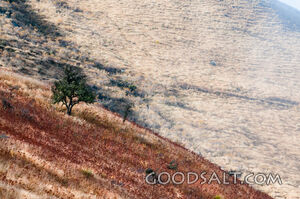 Steep angled grassy hill.