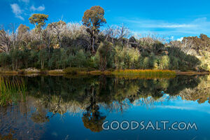 Still waters of lake reflect undergrowth and trees on other side.