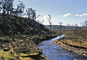 stream moving through trees