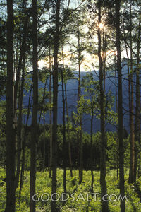 Sun Through the Trees