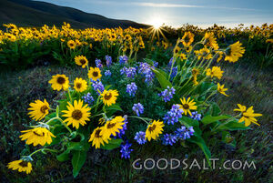 Sunstar in the Columbia Hills
