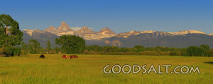 Teton mountain range with horses in pasture in foreground.