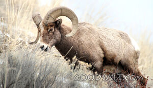 The Ram