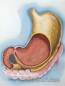 The Stomach