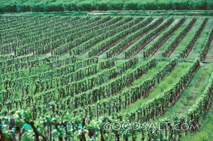 The Vineyard