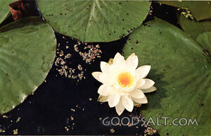 The Water Lily