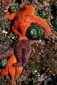 Three Starfish