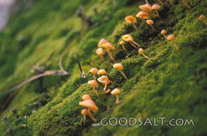 Tiny Mushrooms