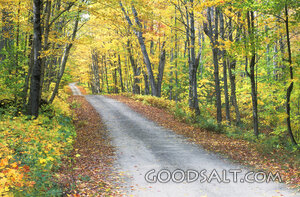 Tree Lined Road