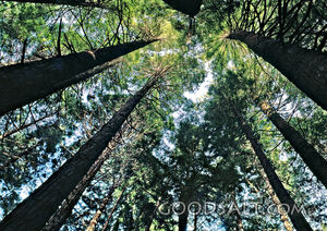 trees from below