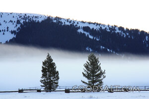 Trees in Snow and Fog