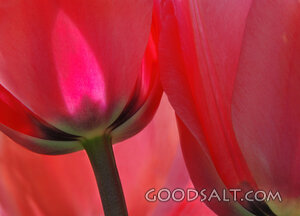 Tulip Closeup