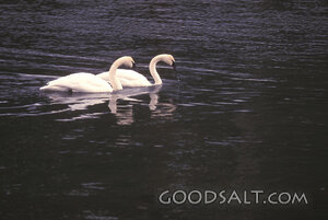 Two Swans