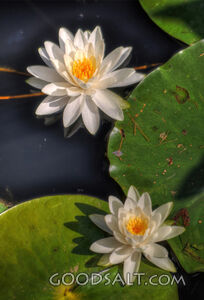 Water Lillies